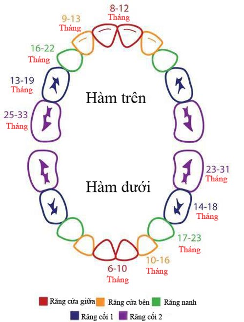 các thời kỳ mọc răng của trẻ